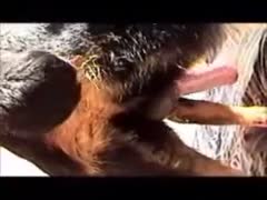 In this episode, a married man attempts to booty fuck their concupiscent dog as his sultry wife records the deed.